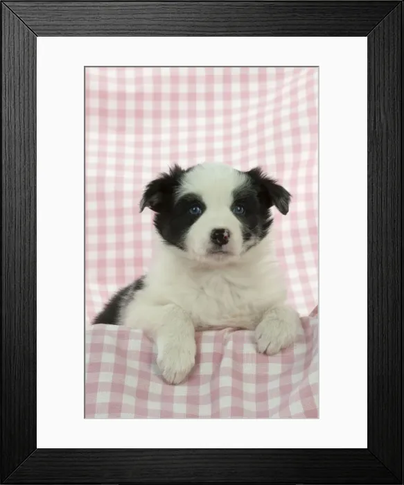 Framed Print : Picture No. 10897409 Framed Print : Picture No. 10897409