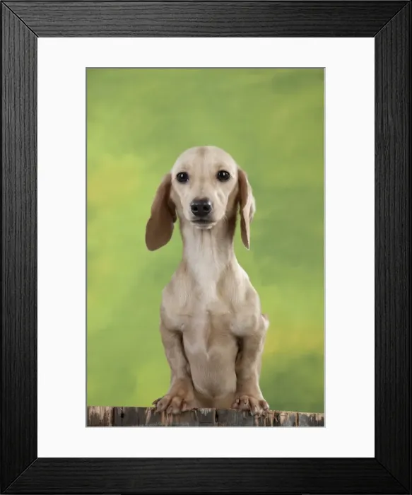 Framed Print : Picture No. 10897415
