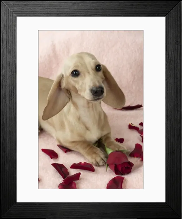 Framed Print : Picture No. 10897428 Framed Print : Picture No. 10897428