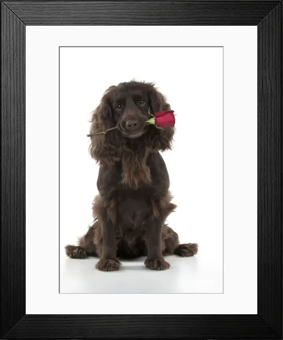 Framed Print : Picture No. 10897425
