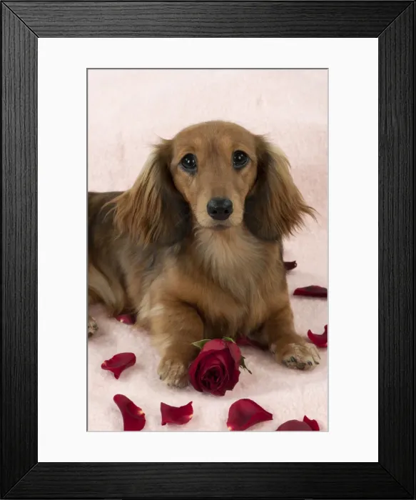 Framed Print : Picture No. 10897427 Framed Print : Picture No. 10897427