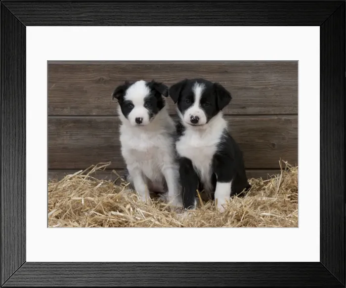 Framed Print : Picture No. 10897439 Framed Print : Picture No. 10897439
