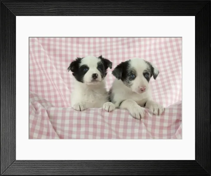 Framed Print : Picture No. 10897442 Framed Print : Picture No. 10897442