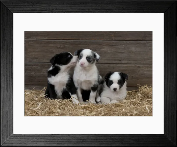 Framed Print : Picture No. 10897441