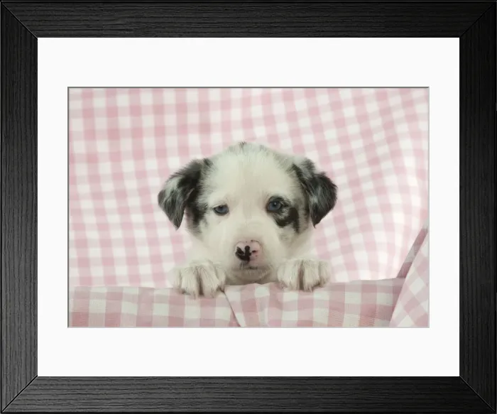 Framed Print : Picture No. 10897444 Framed Print : Picture No. 10897444