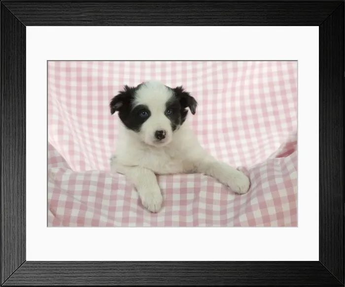 Framed Print : Picture No. 10897443 Framed Print : Picture No. 10897443