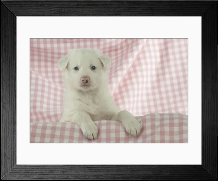 Framed Print : Picture No. 10897446 Framed Print : Picture No. 10897446