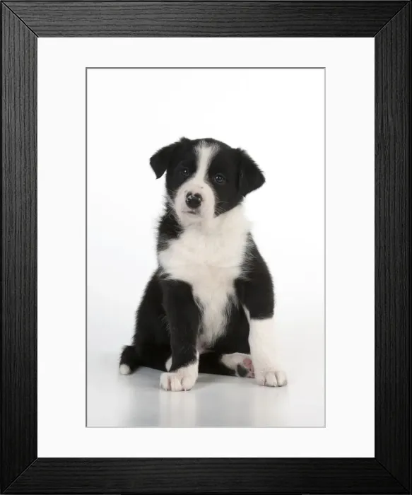 Framed Print : Picture No. 10897450 Framed Print : Picture No. 10897450