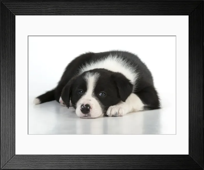 Framed Print : Picture No. 10897449 Framed Print : Picture No. 10897449