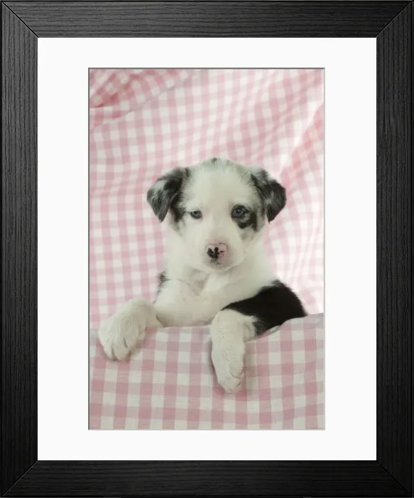 Framed Print : Picture No. 10897445 Framed Print : Picture No. 10897445
