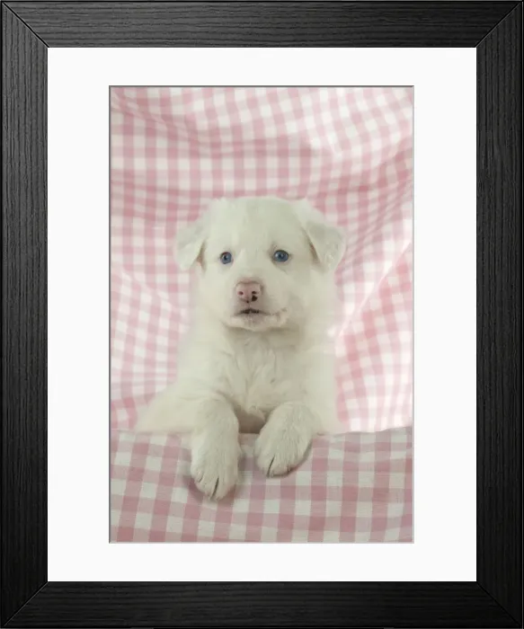 Framed Print : Picture No. 10897447 Framed Print : Picture No. 10897447