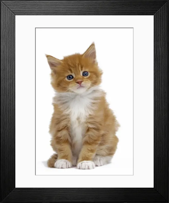 Framed Print : Picture No. 10897503 Framed Print : Picture No. 10897503