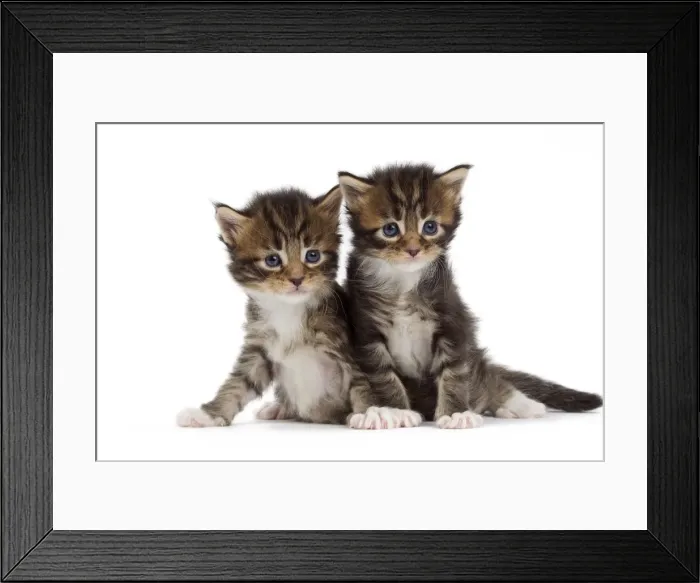 Framed Print : Picture No. 10897505 Framed Print : Picture No. 10897505