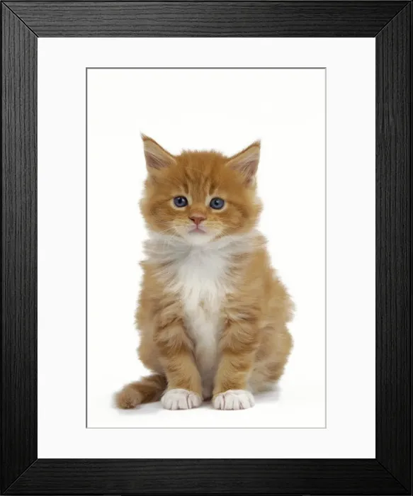 Framed Print : Picture No. 10897502 Framed Print : Picture No. 10897502