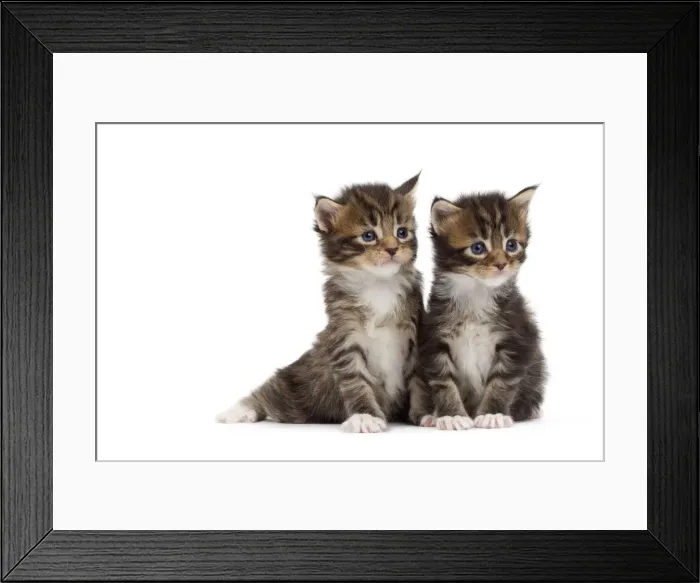 Framed Print : Picture No. 10897506 Framed Print : Picture No. 10897506