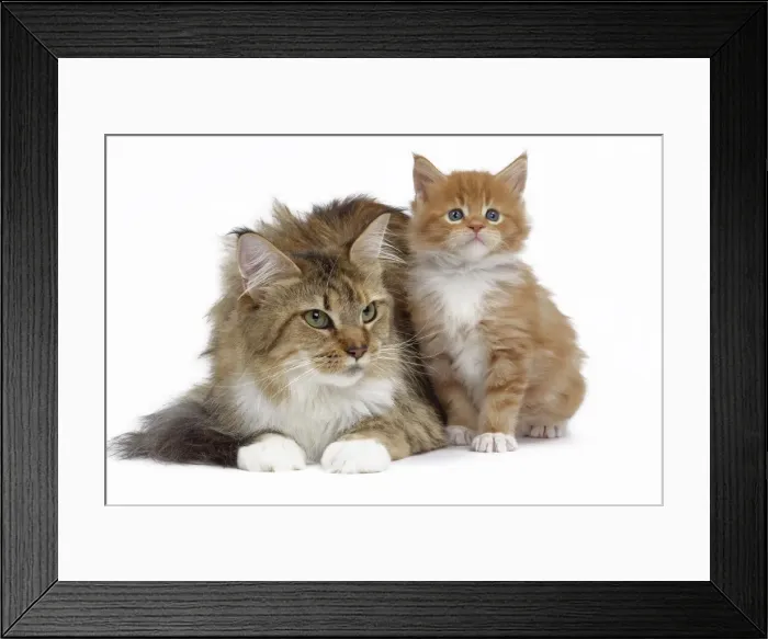 Framed Print : Picture No. 10897509 Framed Print : Picture No. 10897509