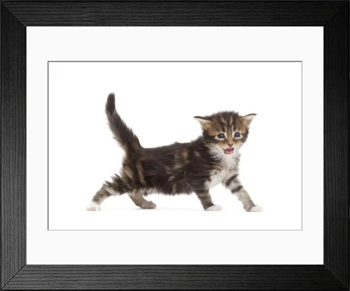 Framed Print : Picture No. 10897507 Framed Print : Picture No. 10897507