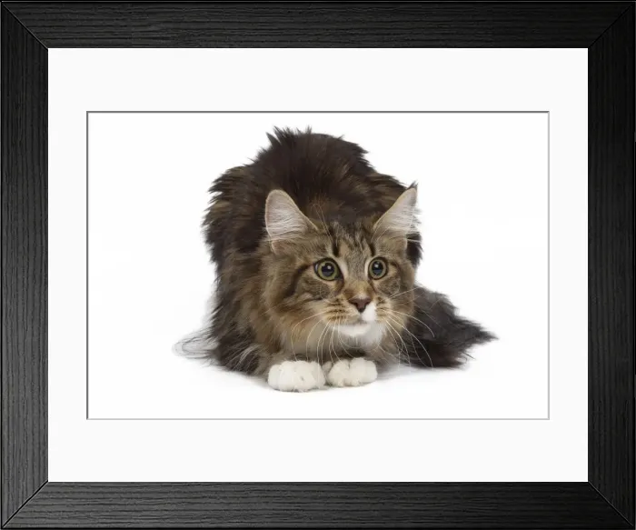 Framed Print : Picture No. 10897512 Framed Print : Picture No. 10897512
