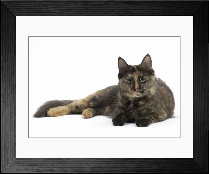 Framed Print : Picture No. 10897515 Framed Print : Picture No. 10897515