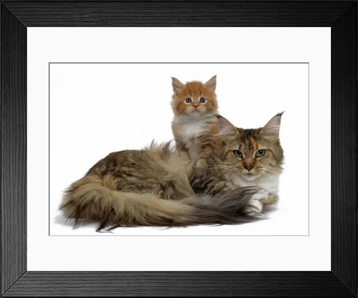 Framed Print : Picture No. 10897511 Framed Print : Picture No. 10897511