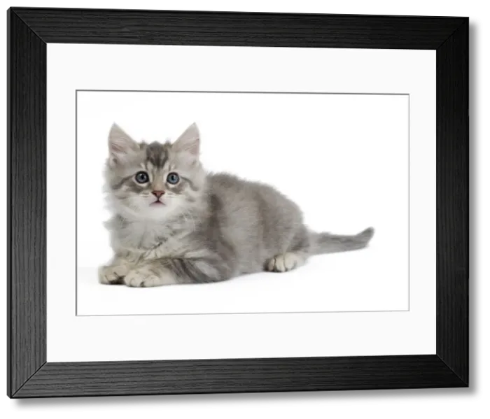 Framed Print : Picture No. 10897520 Framed Print : Picture No. 10897520