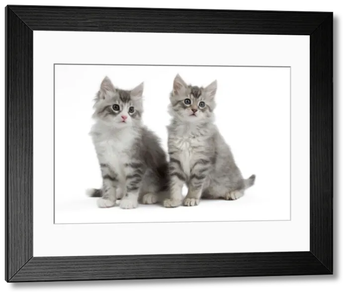 Framed Print : Picture No. 10897523 Framed Print : Picture No. 10897523