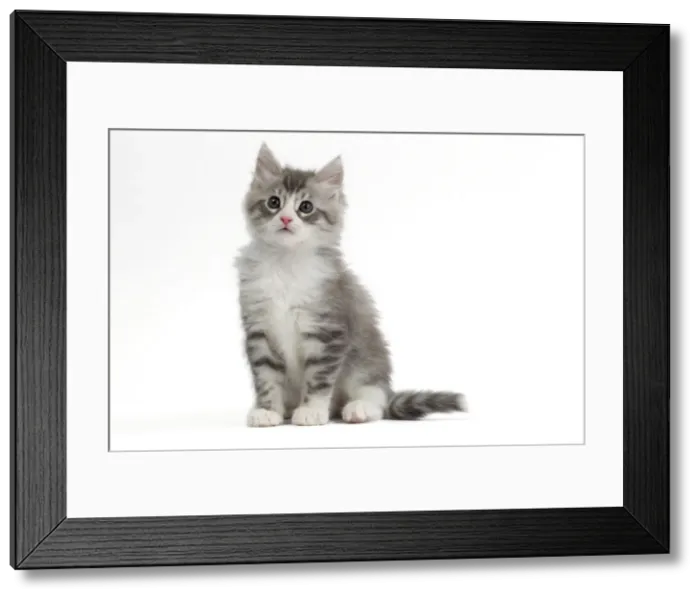 Framed Print : Picture No. 10897525 Framed Print : Picture No. 10897525