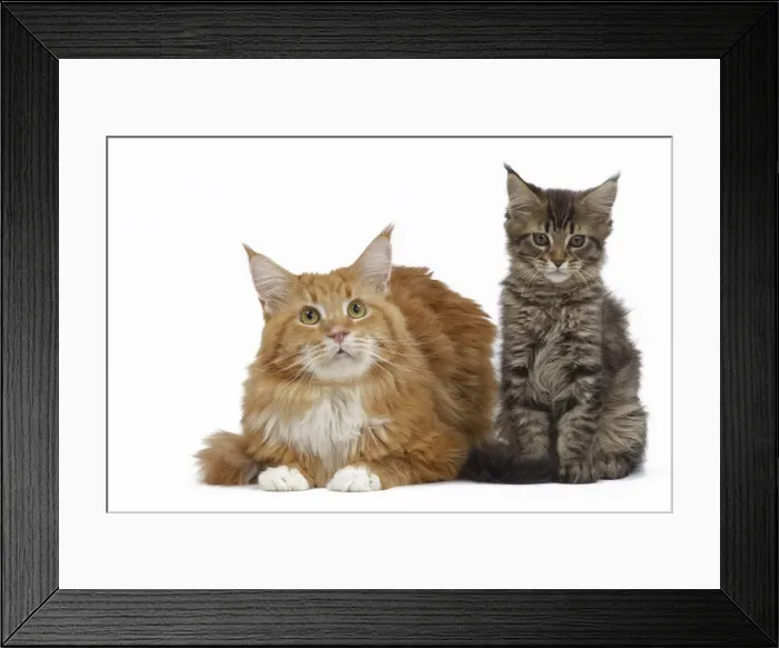 Framed Print : Picture No. 10897513 Framed Print : Picture No. 10897513