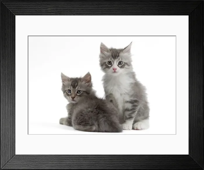 Framed Print : Picture No. 10897526