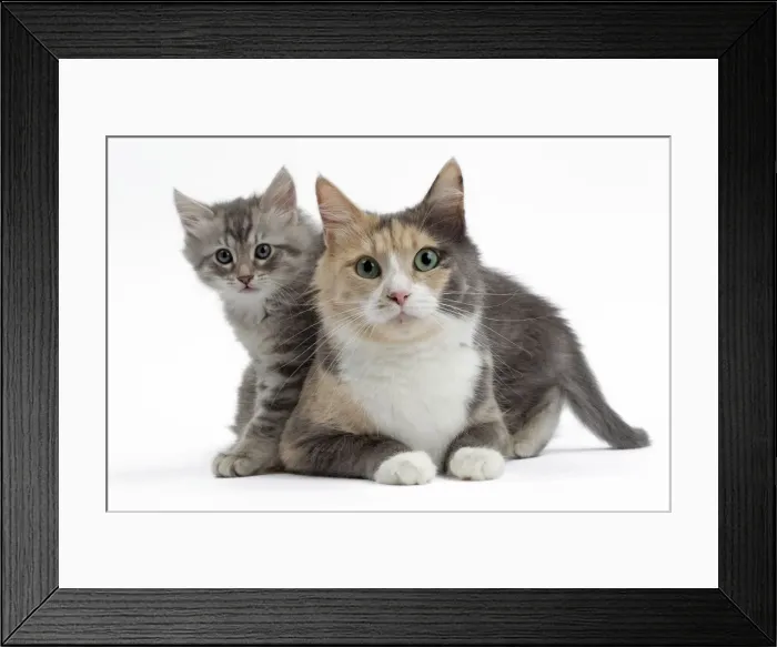 Framed Print : Picture No. 10897528 Framed Print : Picture No. 10897528