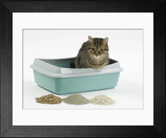 Framed Print : Picture No. 10897530 Framed Print : Picture No. 10897530