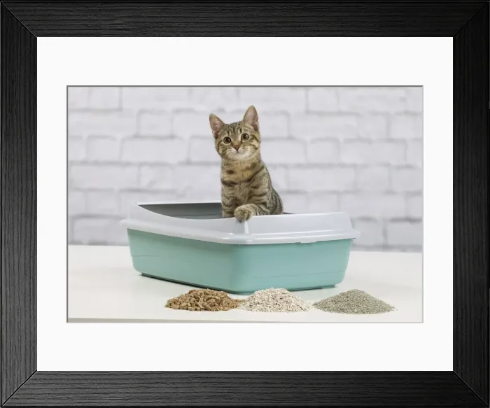 Framed Print : Picture No. 10897533 Framed Print : Picture No. 10897533