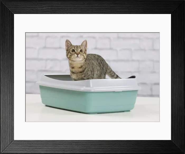 Framed Print : Picture No. 10897534 Framed Print : Picture No. 10897534