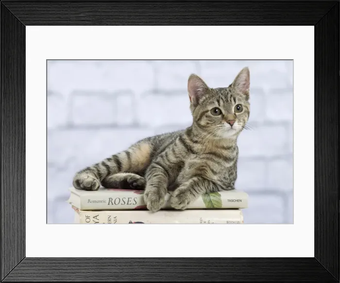 Framed Print : Picture No. 10897542 Framed Print : Picture No. 10897542