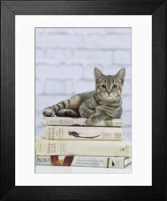 Framed Print : Picture No. 10897543 Framed Print : Picture No. 10897543