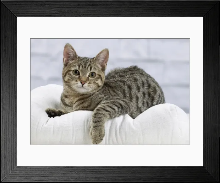 Framed Print : Picture No. 10897550 Framed Print : Picture No. 10897550