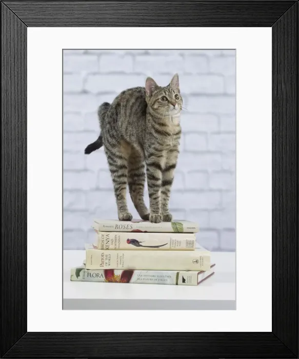 Framed Print : Picture No. 10897544 Framed Print : Picture No. 10897544