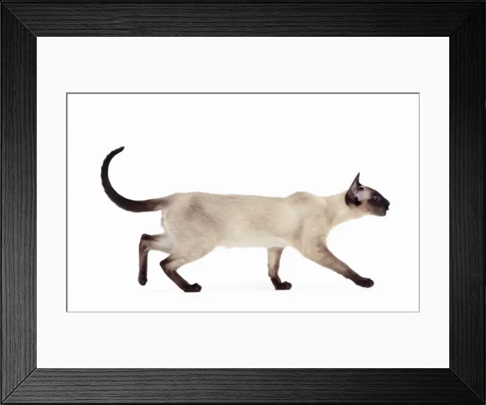 Framed Print : Picture No. 10982839 Framed Print : Picture No. 10982839