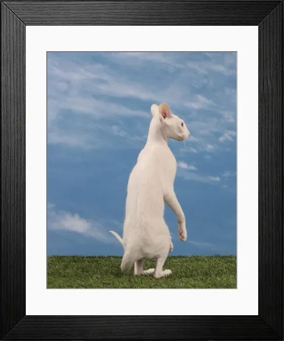 Framed Print : Picture No. 10982844 Framed Print : Picture No. 10982844