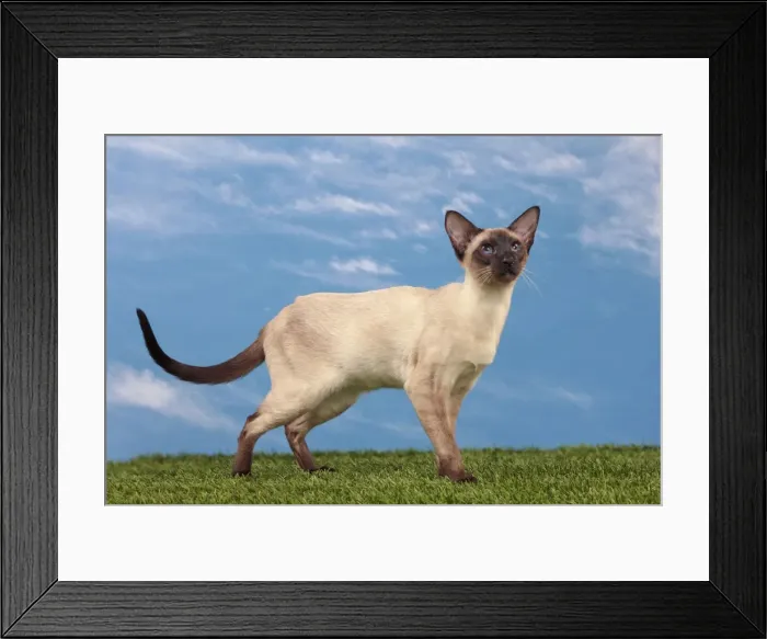 Framed Print : Picture No. 10982840