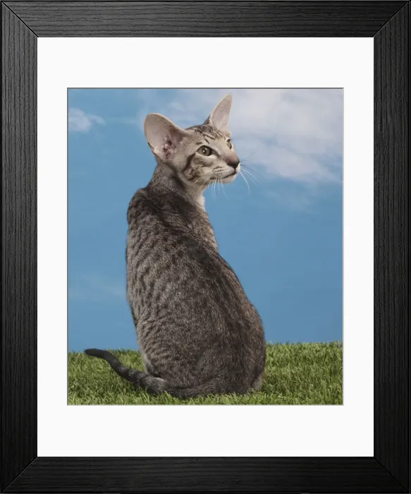 Framed Print : Picture No. 10982848 Framed Print : Picture No. 10982848