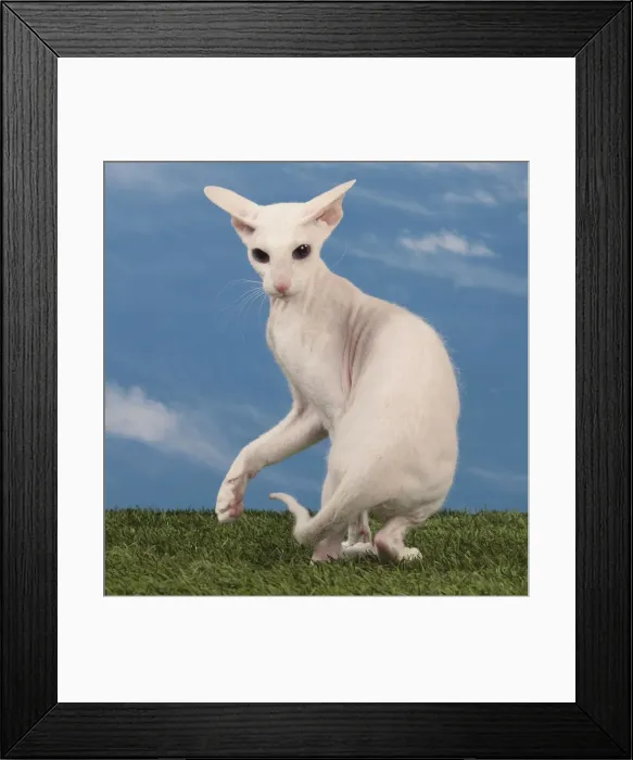 Framed Print : Picture No. 10982843 Framed Print : Picture No. 10982843