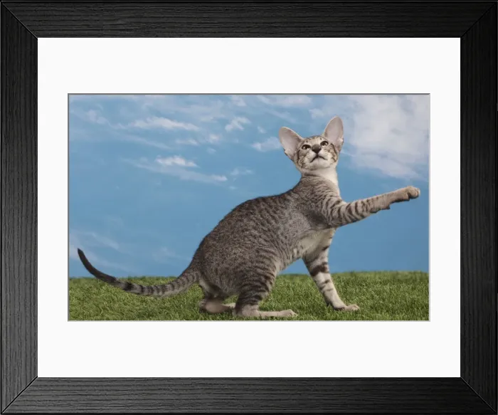Framed Print : Picture No. 10982849 Framed Print : Picture No. 10982849