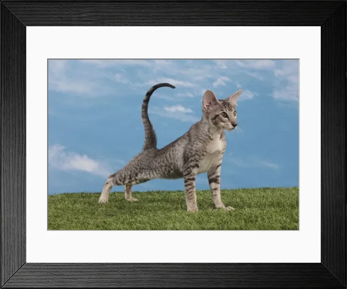 Framed Print : Picture No. 10982847 Framed Print : Picture No. 10982847