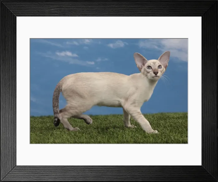 Framed Print : Picture No. 10982841 Framed Print : Picture No. 10982841