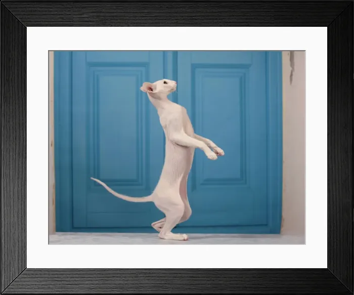 Framed Print : Picture No. 10982851 Framed Print : Picture No. 10982851