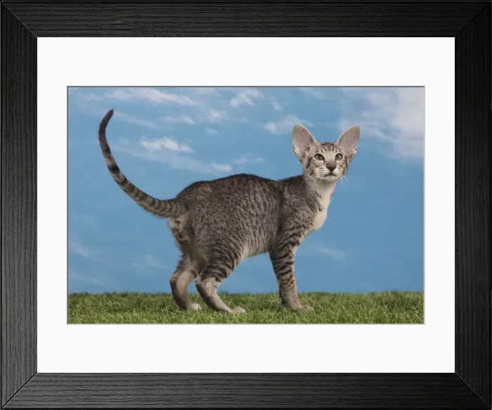 Framed Print : Picture No. 10982850 Framed Print : Picture No. 10982850