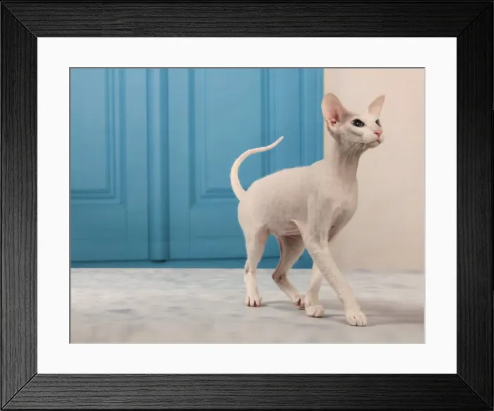 Framed Print : Picture No. 10982853 Framed Print : Picture No. 10982853