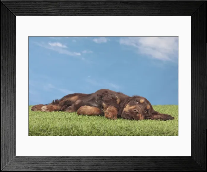 Framed Print : Picture No. 10982864