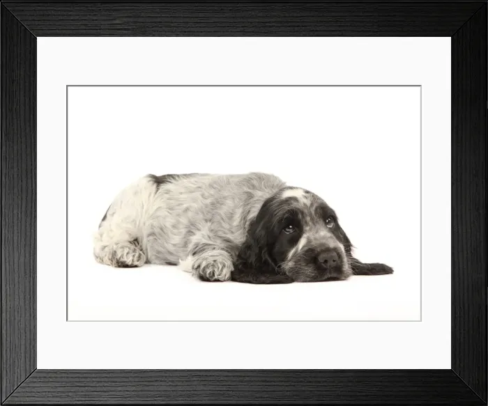 Framed Print : Picture No. 10982870 Framed Print : Picture No. 10982870